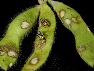  Bean leaf beetles feeding on soybean pods