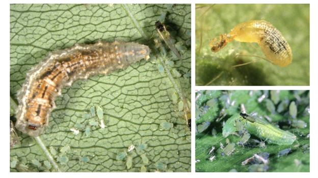  Syrphid Fly Larvae.